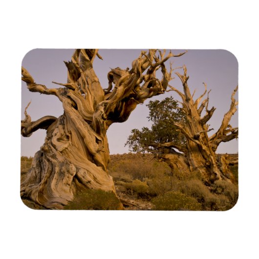Oude Bristlecone-bos, Witte Bergen, CA Magneet (Horizontaal)