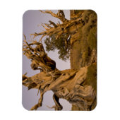 Oude Bristlecone-bos, Witte Bergen, CA Magneet (Verticaal)