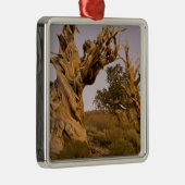 Oude Bristlecone-bos, Witte Bergen, CA Metalen Ornament (Rechts)
