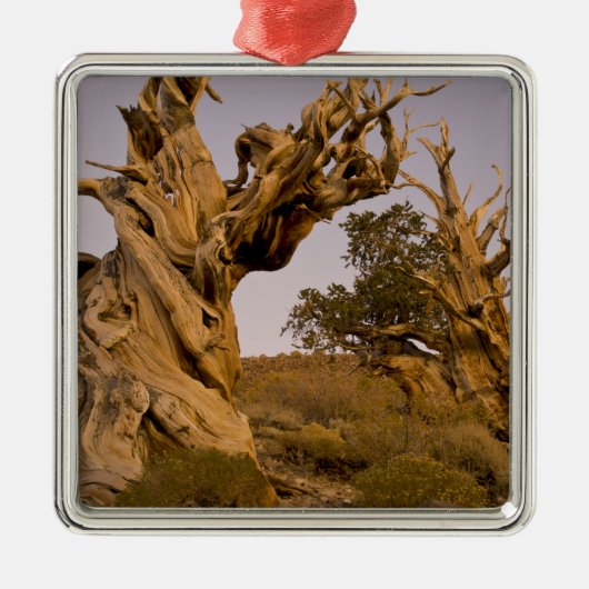 Oude Bristlecone-bos, Witte Bergen, CA Metalen Ornament (Voorkant)
