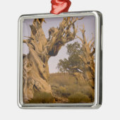 Oude Bristlecone-bos, Witte Bergen, CA Metalen Ornament (Links)