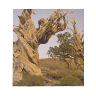 Oude Bristlecone-bos, Witte Bergen, CA Notitieblok