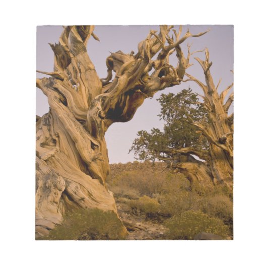 Oude Bristlecone-bos, Witte Bergen, CA Notitieblok (Voorkant)