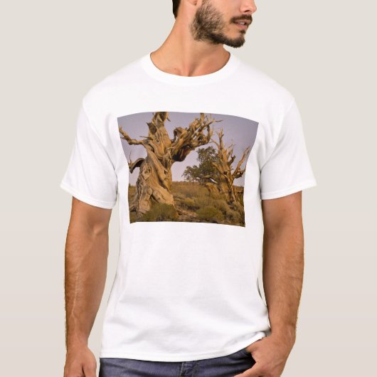 Oude Bristlecone-bos, Witte Bergen, CA T-shirt (Voorkant)