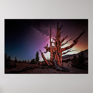 Oude Bristlecone Pine en Melkweg Poster