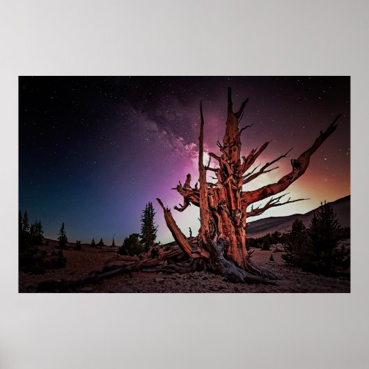 Oude Bristlecone Pine en Melkweg Poster (Voorkant)
