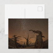 Oude Bristlecone Pine Forest | Californië Briefkaart (Voorkant / Achterkant)