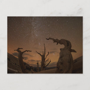 Oude Bristlecone Pine Forest   Californië Briefkaart