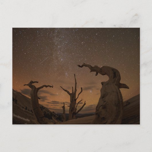 Oude Bristlecone Pine Forest | Californië Briefkaart (Voorkant)
