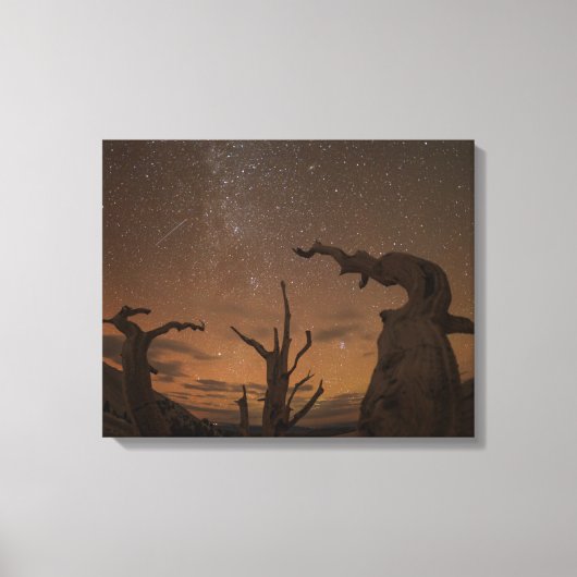 Oude Bristlecone Pine Forest | Californië Canvas Afdruk (Voorkant)
