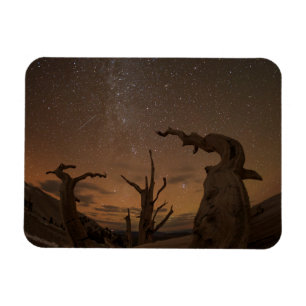 Oude Bristlecone Pine Forest Californië Magneet
