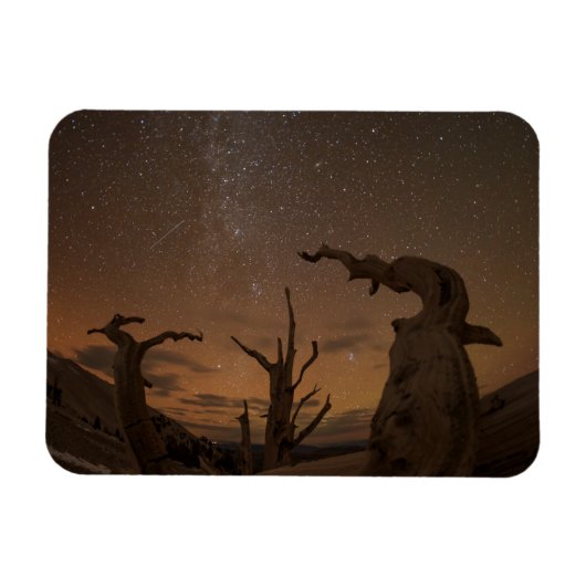 Oude Bristlecone Pine Forest | Californië Magneet (Horizontaal)
