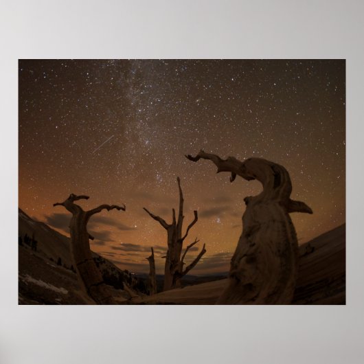 Oude Bristlecone Pine Forest | Californië Poster (Voorkant)