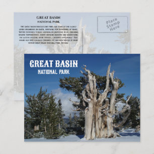 Oude Bristlecone Pine, Winter, Great Basin NP Briefkaart