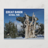 Oude Bristlecone Pine, Winter, Great Basin NP Briefkaart (Voorkant)