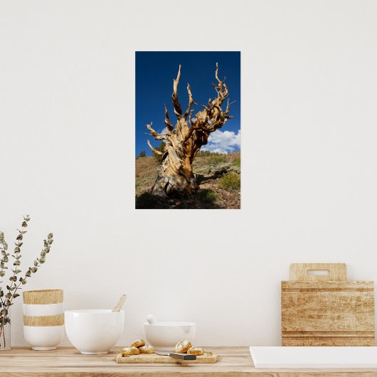 Oude Bristlecone print, waarde Poster papier (Keuken)