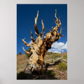 Oude Bristlecone print, waarde Poster papier (Voorkant)