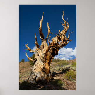 Oude Bristlecone print, waarde Poster papier