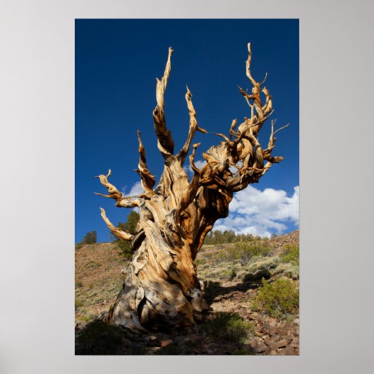 Oude Bristlecone print, waarde Poster papier (Voorkant)