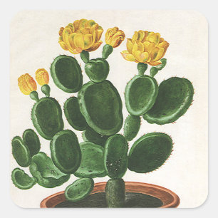 Oude Cactus Bloemen, Succulente Cacti Planten Vierkante Sticker