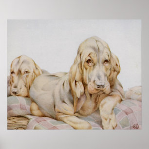 Oude charmante bloedhonden, puppy honden door EJ D Poster