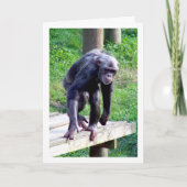 Oude Chimpansee Kaart (Voorkant)