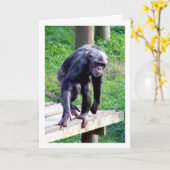 Oude Chimpansee Kaart (Gele Bloem)