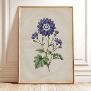 Oude Cineraria Print Boerderij Kunst