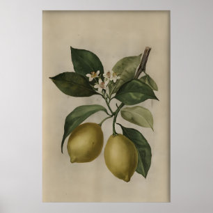 Oude citroenboomprint, antieke stilleven poster