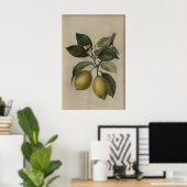 Oude citroenboomprint, antieke stilleven poster (Thuiskantoor)