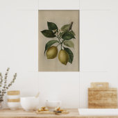 Oude citroenboomprint, antieke stilleven poster (Keuken)
