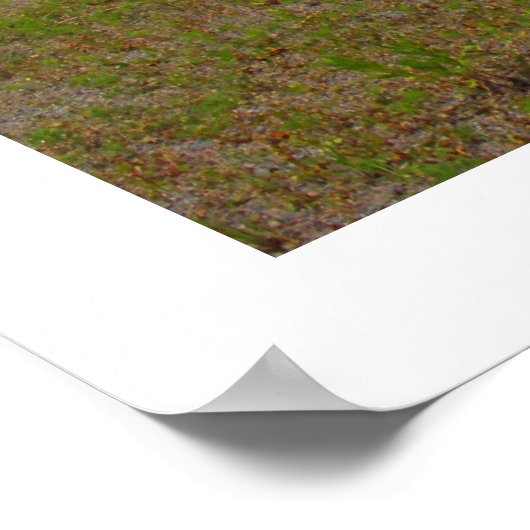 Oude Coachmen -  camper trailer foto Poster (Hoek)