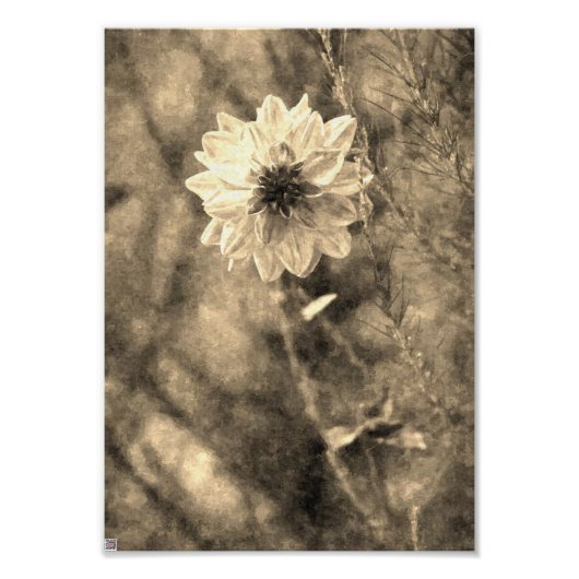 Oude Dahlia Foto Afdruk (Voorkant)