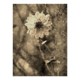 Oude Dahlia Oude Foto Schilderij Effect Perfect Poster