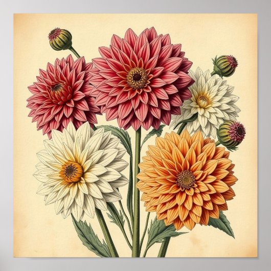 Oude Dahlias op Verweerd Papier Poster (Voorkant)