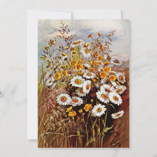 Oude Daisy Madeliefje Boterbloemen Wilde Bloemen Feestdagenkaart