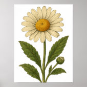 Oude Daisy Poster (Voorkant)