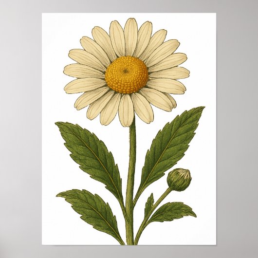 Oude Daisy Poster (Voorkant)