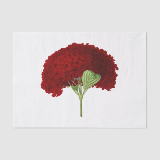 Oude Dieprode Hortensia Bloem Bloemstuk Tissuepapier (Voorkant)
