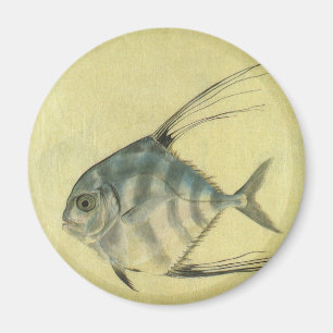 Oude Draadvin Trevally, Afrikaanse Pompano Vis Magneet