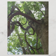 oude druiven in boomvorm