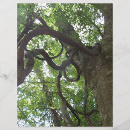 oude druiven in boomvorm