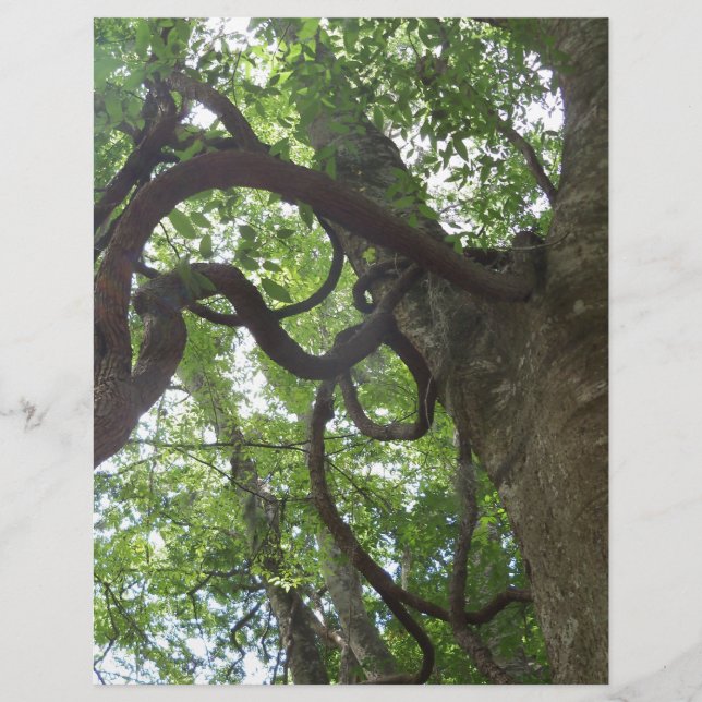 oude druiven in boomvorm (Voorkant)