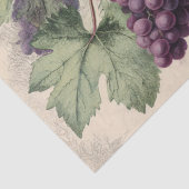 Oude druk van wijngaard druiven tissuepapier (Detail)