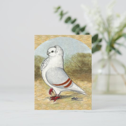 Oude Duitse uil duif in de ronde Briefkaart (Staand voorkant)