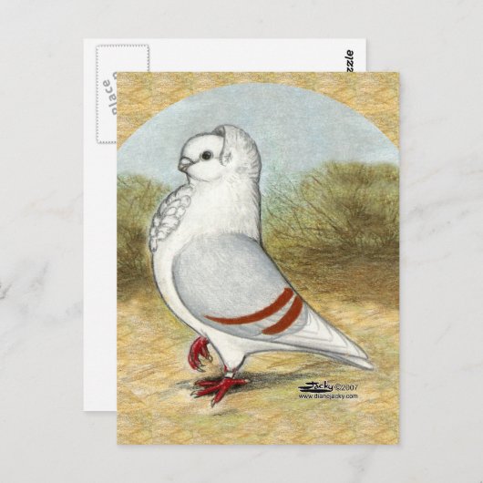 Oude Duitse uil duif in de ronde Briefkaart (Voorkant / Achterkant)