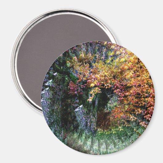 Oude eik boom....... magneet (Voorkant / Achterkant)