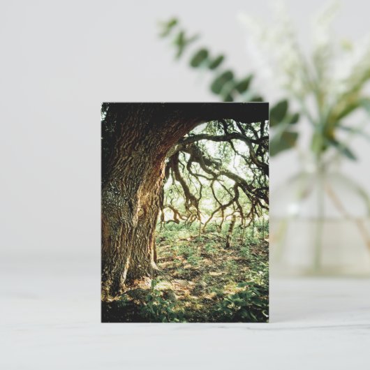 Oude eikenboom briefkaart (Staand voorkant)