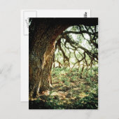 Oude eikenboom briefkaart (Voorkant / Achterkant)