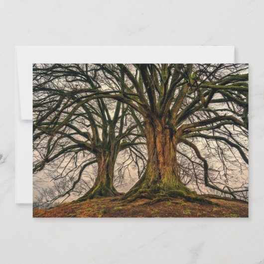 Oude eikenboom in de winter (Voorkant)